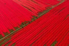 Childhood on red fabrics (Azim Khan Ronnie) - Muzeo.com