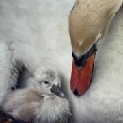 Close to you (Piet Flour) - Muzeo.com