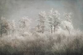 Cold morning (Nel Talen) - Muzeo.com