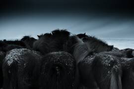 Cold weather (Bingo Z) - Muzeo.com