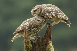 Comforting Little Owls (Prashant Meswani) - Muzeo.com