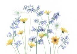 Coreopsis (Fangping Zhou) - Muzeo.com