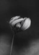 Cosmos (Lotte Gronkjar) - Muzeo.com