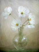 Cosmos breeze (Mandy Disher) - Muzeo.com