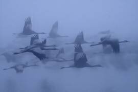 Cranes in the fog (Yaki Zander) - Muzeo.com
