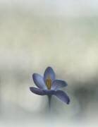 Crocus in the window (Lotte Gronkjar) - Muzeo.com