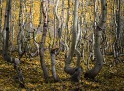 Crooked Aspen (Alex Li) - Muzeo.com