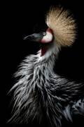 Crowned crane's portrait (Eiji Itoyama) - Muzeo.com