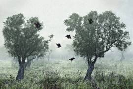 Crows in the mist (S. Amer) - Muzeo.com