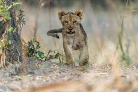 Cub - South Luangwa (Giuseppe Damico) - Muzeo.com