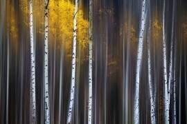 Curtain of Fall (Andy Hu) - Muzeo.com