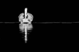 Cygne chanteur sur l'eau (Pierre-Bernard Cognein) - Muzeo.com