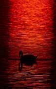 Cygne tuberculé (Cygnus olor) au coucher du soleil, Lettonie (Markus Varesvuo) - Muzeo.com
