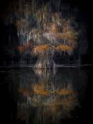 Cypress Reflection (Michael Zheng) - Muzeo.com