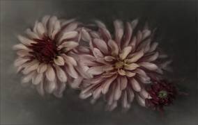 Dahlia family (Gilbert Claes ) - Muzeo.com