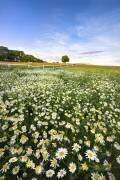 Daisyfield in Sweden (Christian Lindsten) - Muzeo.com