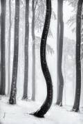 Dancing tree (Tom Pavlasek) - Muzeo.com