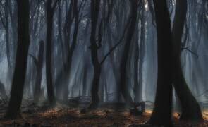 Dancing trees (Jan Paul Kraaij) - Muzeo.com