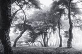 Les arbres dansants (Tiger Seo) - Muzeo.com