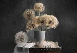 Dandelion Seed Pod (Lydia Jacobs) - Muzeo.com