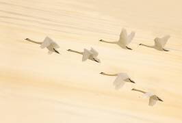 Danse en groupe (Feng Qin) - Muzeo.com