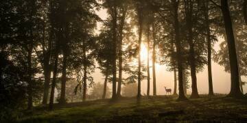 Deer in the morning mist (Leif Londal) - Muzeo.com