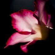 Desert Rose Aglow (TJ Gillespie) - Muzeo.com