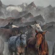 Deux chevaux (Hüseyin Taşkın) - Muzeo.com