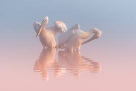 Deux pélicans (Natalia Rublina) - Muzeo.com