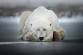 Dreaming alone (Alberto Ghizzi Panizza) - Muzeo.com