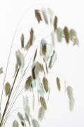 Herbe séchée naturelle (1x Studio III) - Muzeo.com