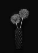 Dry Giant Allium (Lydia Jacobs) - Muzeo.com