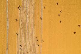 Drying rice under sunlight (Azim Khan Ronnie) - Muzeo.com