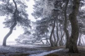 Du givre sur l'arbre (Tiger Seo) - Muzeo.com