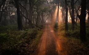 Dudhxwa Sunrise Safari (Shobhit Chawla) - Muzeo.com