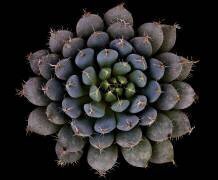 Echeveria setosa var. deminuta (Victor Mozqueda) - Muzeo.com