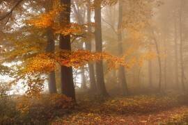 Edge of the woods (Nicolas Schumacher) - Muzeo.com