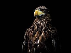 Ego (Christian Lechtenfeld) - Muzeo.com
