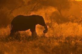 Éléphant d'or à Savute (Mario Moreno) - Muzeo.com