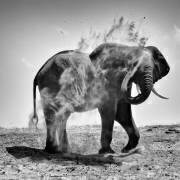 Eléphant prenant un bain de poussière - Chobe Botswana (Philippe-Alexandre Chevallier) - Muzeo.com