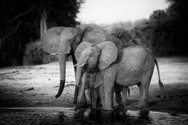 Eléphants d'Afrique sur la berge - Rivière Chobe Botswana (Philippe-Alexandre Chevallier) - Muzeo.com