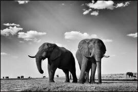 Eléphants sur les berges de la rivière Chobe - Botswana (Philippe-Alexandre Chevallier) - Muzeo.com