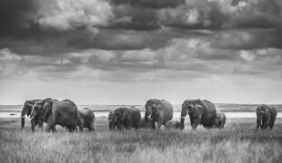 Elephant family (Vedran Vidak) - Muzeo.com
