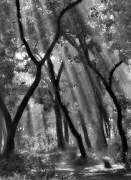 Enchanted forest... (Yvette Depaepe) - Muzeo.com