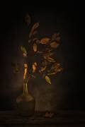 Ephemeral Beauty (Saskia Dingemans) - Muzeo.com