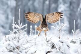 Hibou grand-duc d'Eurasie (Milan Zygmunt) - Muzeo.com
