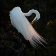 Evening Grooming (Alex Li) - Muzeo.com