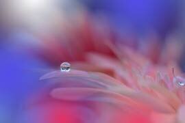 Explosion colorée (Juliana Nan) - Muzeo.com