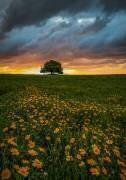 Faith a Nature (Isam Telhami) - Muzeo.com