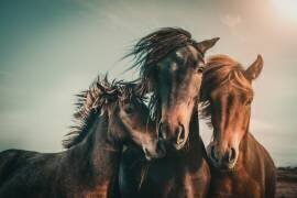 Family portrait (Marcus Hennen) - Muzeo.com